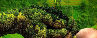 Agricultures