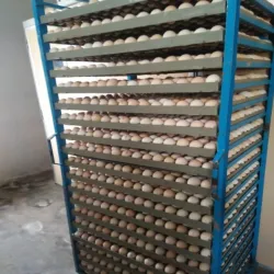 Vencobb 430 Hatching Egg, Packaging Type Box