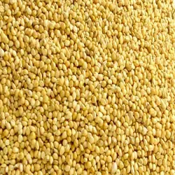 Yellow Millet, Speciality High in Protein