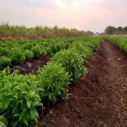 Stevia leaves Powder, Brand Nxtgen Ayurveda