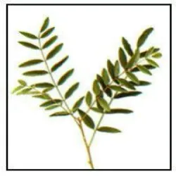 Extract Licorice Glycyrrhiza Glabra Distillate 101 Water Soluble