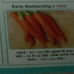 Carrot Kasturi Seeds, Type Dried
