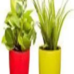 Petra Croton Plant, Other Necessities Well Watered