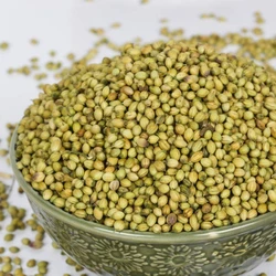 Raw Coriander Seed