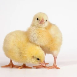 Cobb Broiler Chick