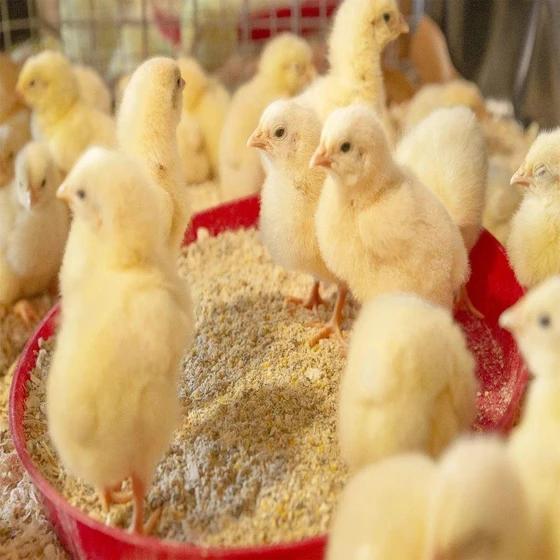 white-cobb-broiler-chicks-1.webp