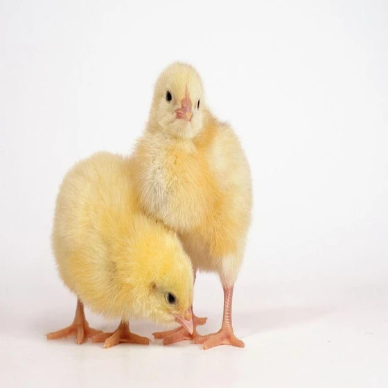 white-cobb-broiler-chicks-2.webp