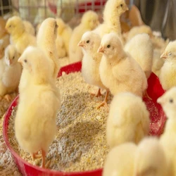 White Cobb Broiler Chicks