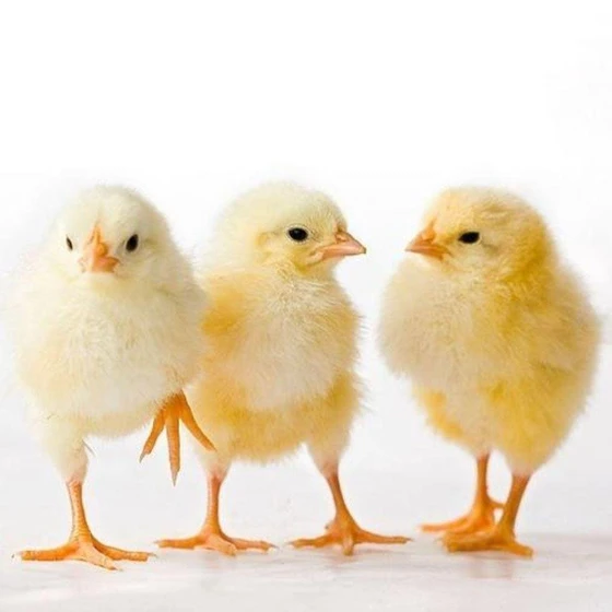 female-cobb-broiler-chicks-1.webp