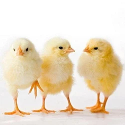 Female Cobb Broiler Chicks