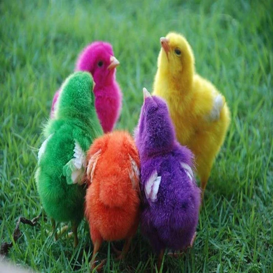 multi-color-chicken-2.webp