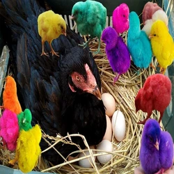 Multi Color Chicken