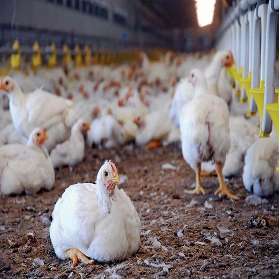 poultry-farm-chicken-2.webp