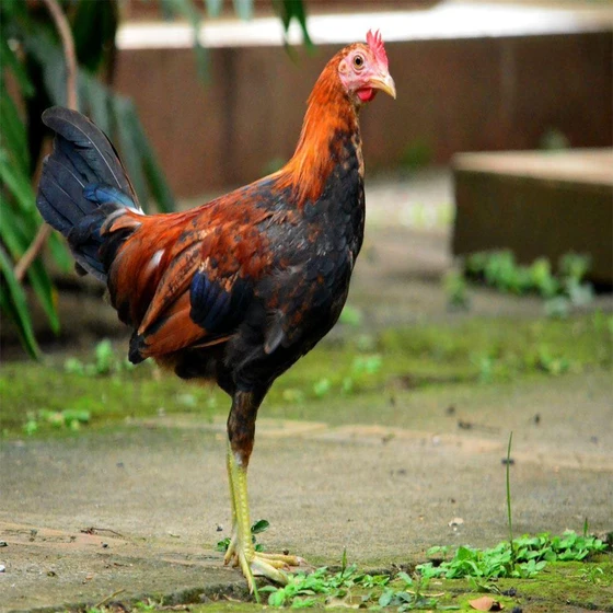 native chicken breeds — brown shell color best quality
