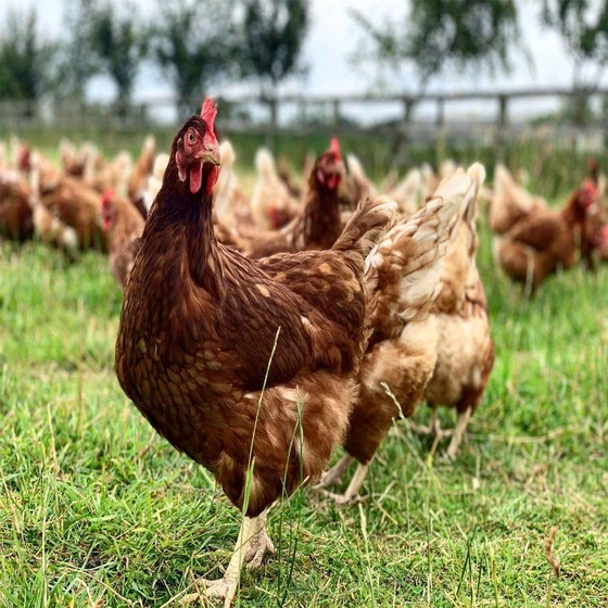 native-chicken-breeds-2.webp