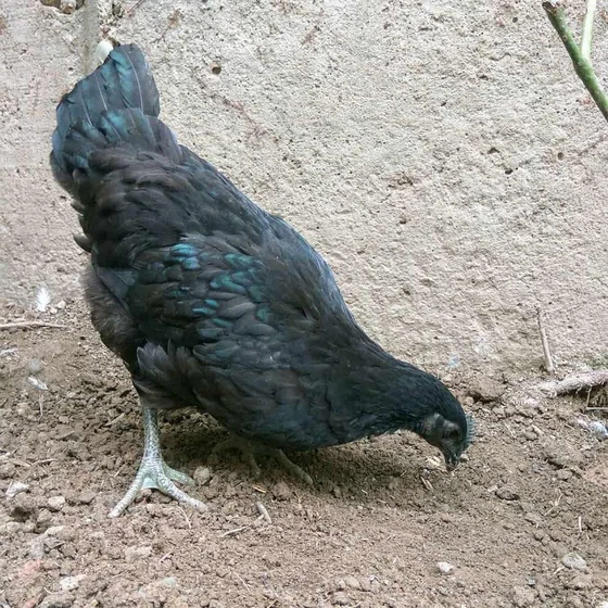 pure-kadaknath-chick-2.webp