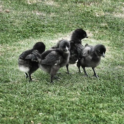 Pure Kadaknath Chick