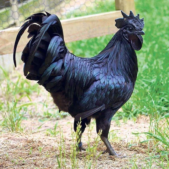black-poultry-farm-2.webp