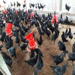 Black Poultry Farm
