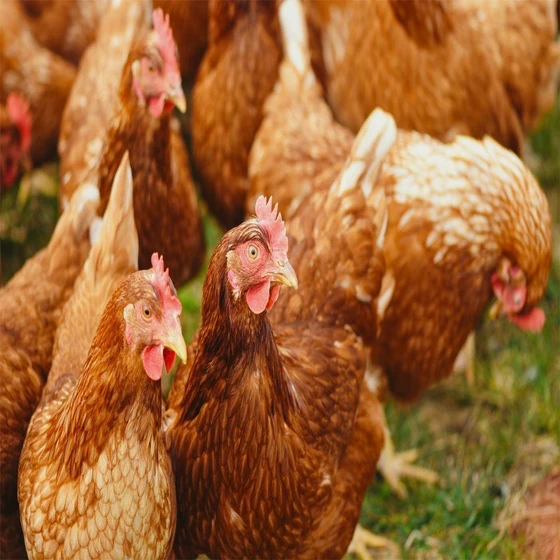 brown-poultry-farm-1.webp