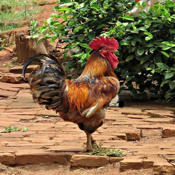 brown-poultry-farm-2.webp