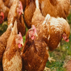 Brown Poultry Farm