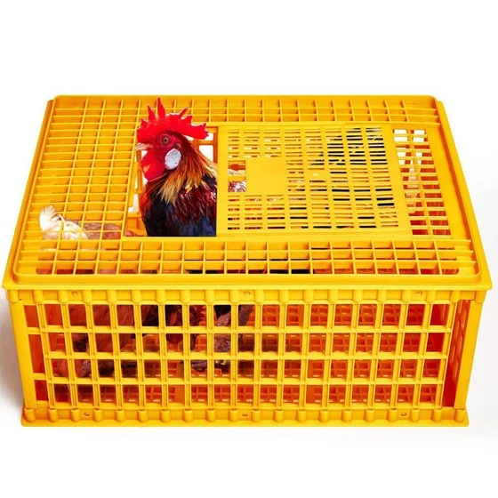 yellow-poultry-cages-2.webp