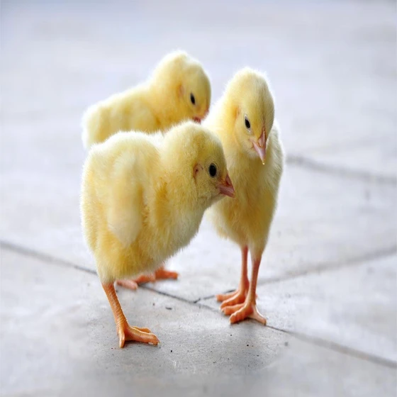 Healthy Poultry Chicks — Yellow Brown color