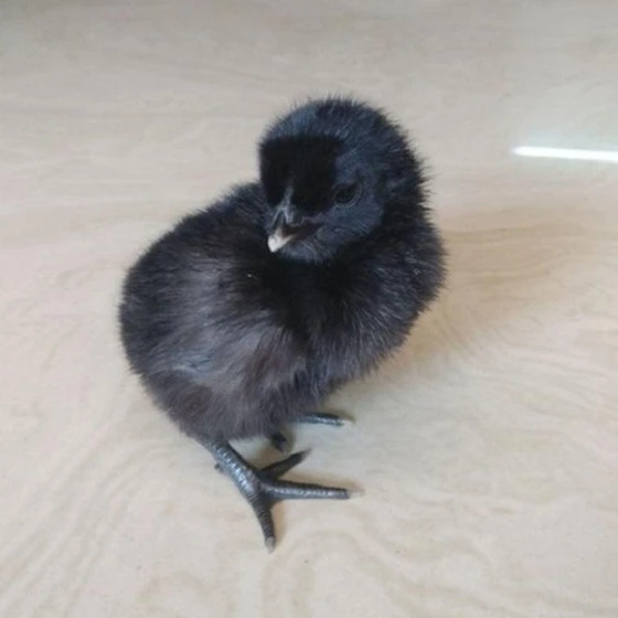 Black Chicks — High protein Features light gray