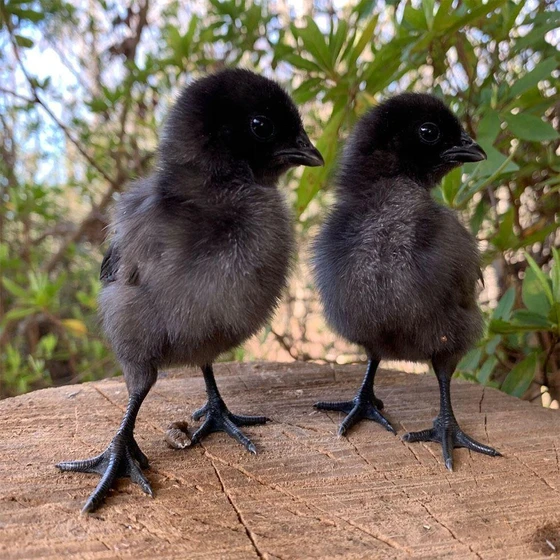 black-chicks-2.webp