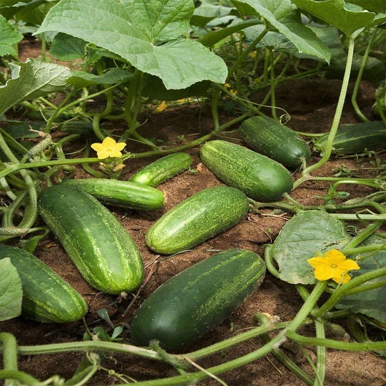Naturally Grown Fresh Cucumber — soups and juices use