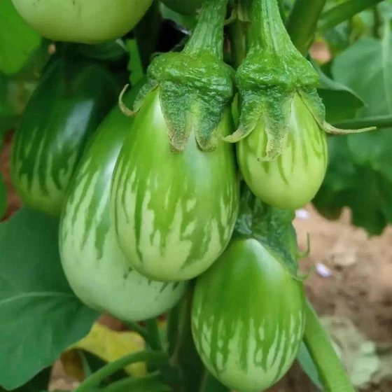natural-green-brinjal-2.webp