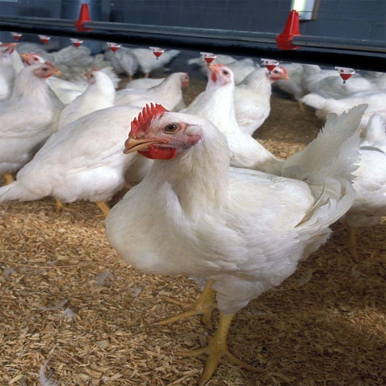 broiler-chicks-1.webp