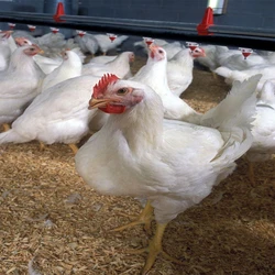 Broiler chicks