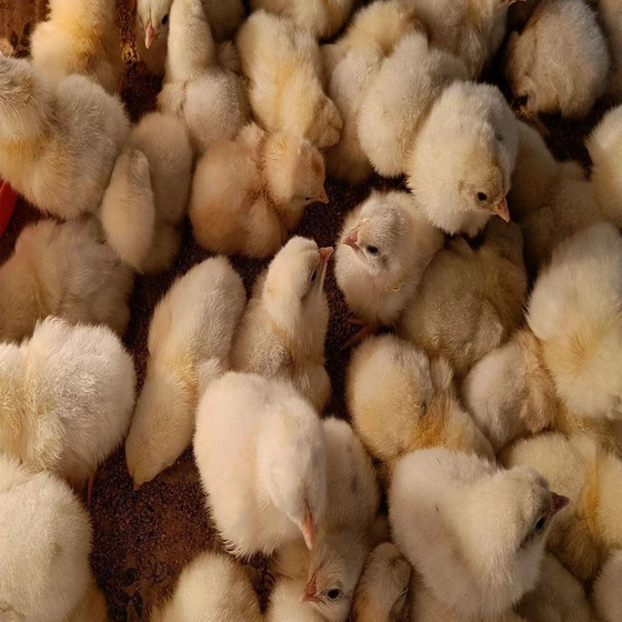 white-desi-small-chicks-1.webp
