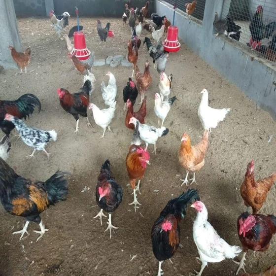 white-desi-small-chicks-2.webp