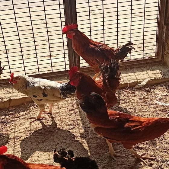 brown-desi-chicken-1.webp