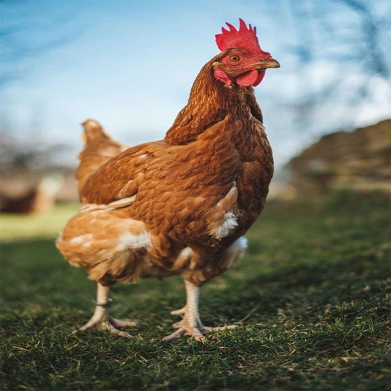 brown-desi-chicken-2.webp