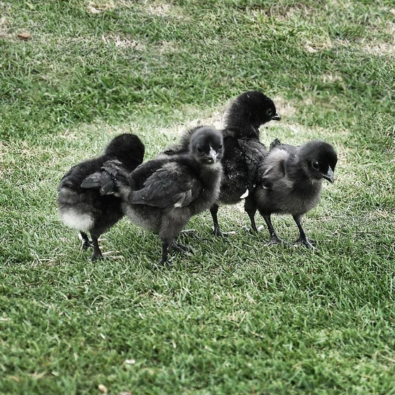 kadaknath-black-chicks-1.webp