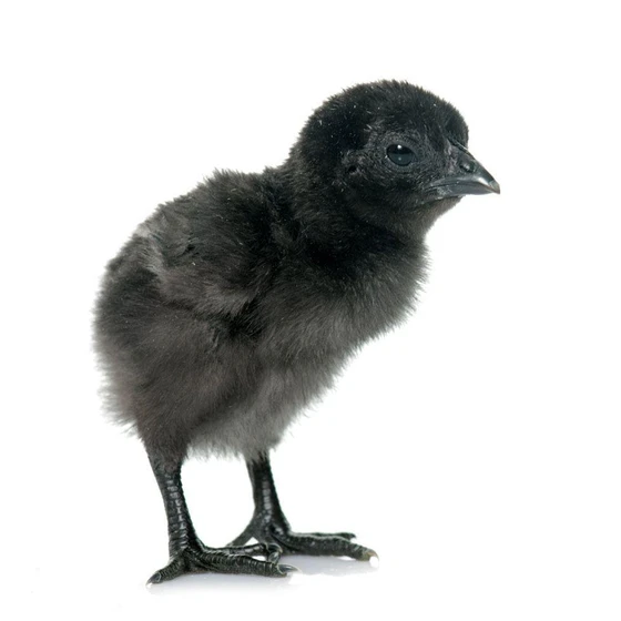 kadaknath-black-chicks-2.webp