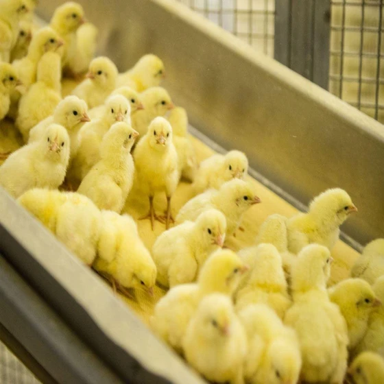 poultry-farming-chicks-2.webp