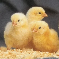 Poultry Farming Chicks