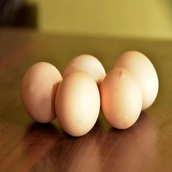 Kadaknath egg