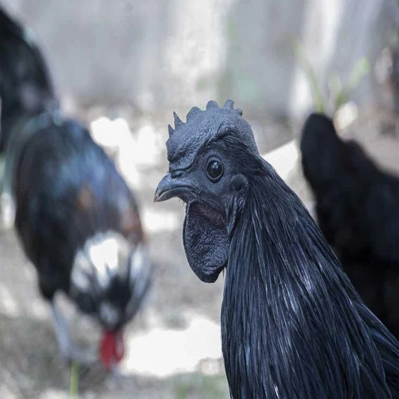 black-kadaknath-farming-1.webp