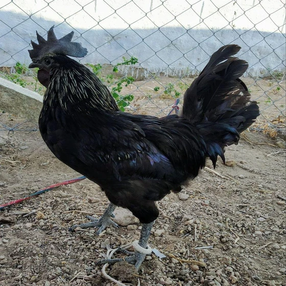 black-kadaknath-farming-2.webp