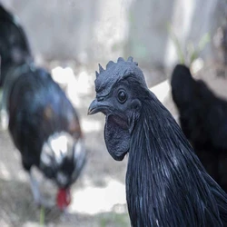 Black Kadaknath Farming