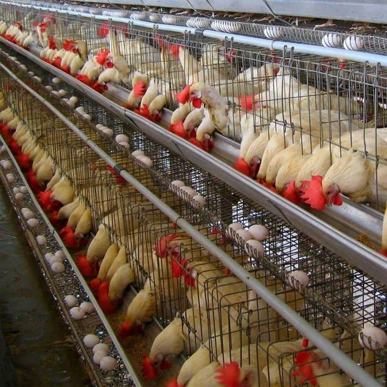 steel-poultry-farm-chicks-2.webp