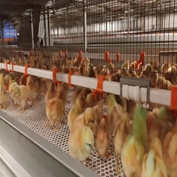 Steel Poultry Farm Chicks