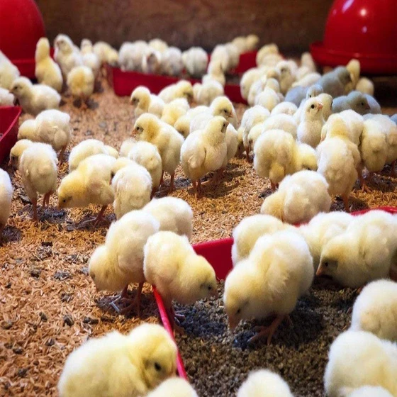 pure-broiler-poultry-farm-chicks-2.webp