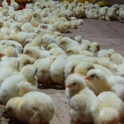 Pure Broiler Poultry Farm Chicks